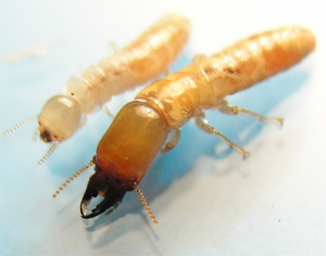 termitas y carcoma galicia