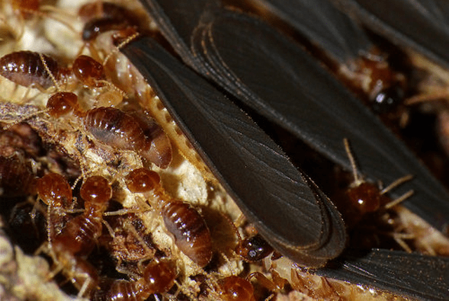 añadir madre afijo Funciones de las termitas en su colonia » NovaBuxos