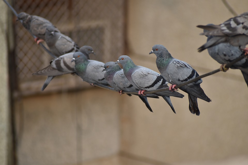 Control de aves en Ourense